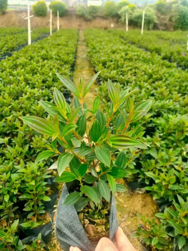 巴西野牡丹，花为紫鹤色，花大而艳丽，(基地长期培育)