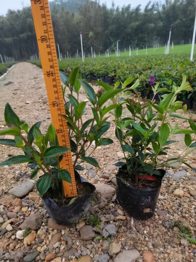 巴西野牡丹，花为紫鹤色，花大而艳丽，(基地长期培育)