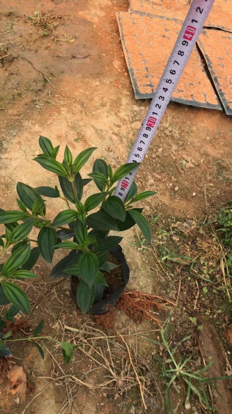 巴西野牡丹，花为紫鹤色，花大而艳丽，(基地长期培育)