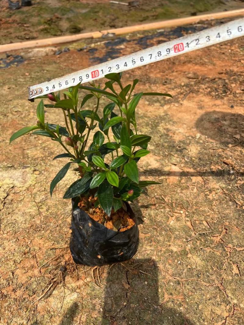 巴西野牡丹，花为紫鹤色，花大而艳丽，(基地长期培育)