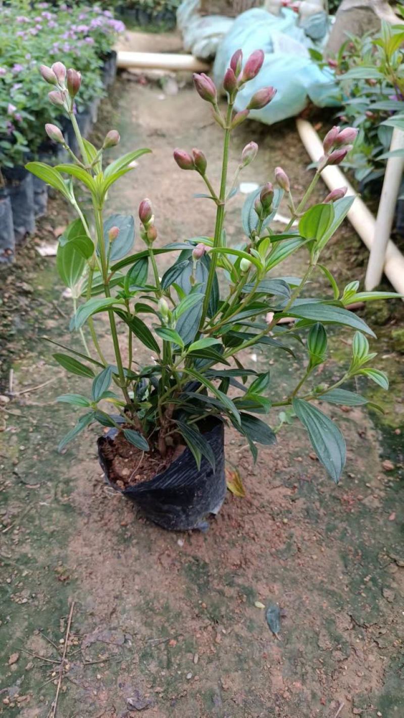 巴西野牡丹，花为紫鹤色，花大而艳丽，(基地长期培育)