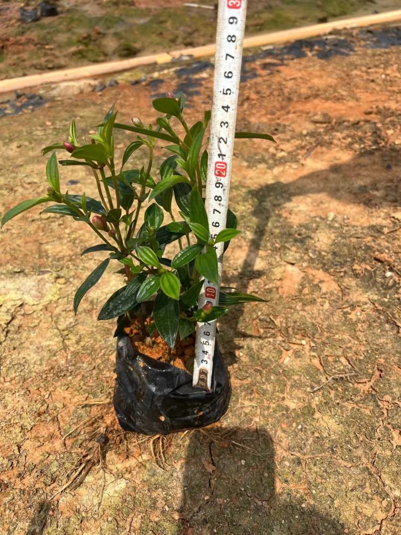 巴西野牡丹，花为紫鹤色，花大而艳丽，(基地长期培育)