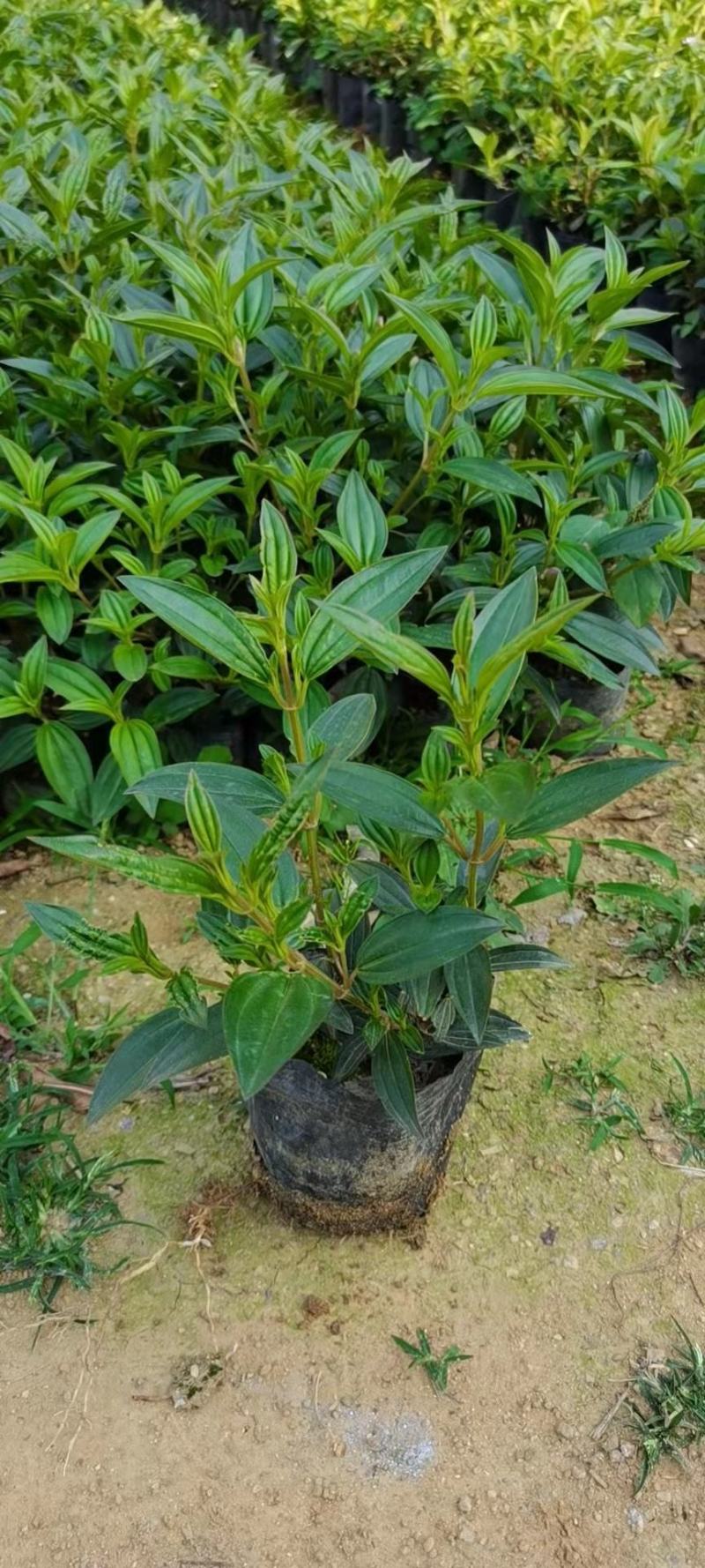 巴西野牡丹，花为紫鹤色，花大而艳丽，(基地长期培育)