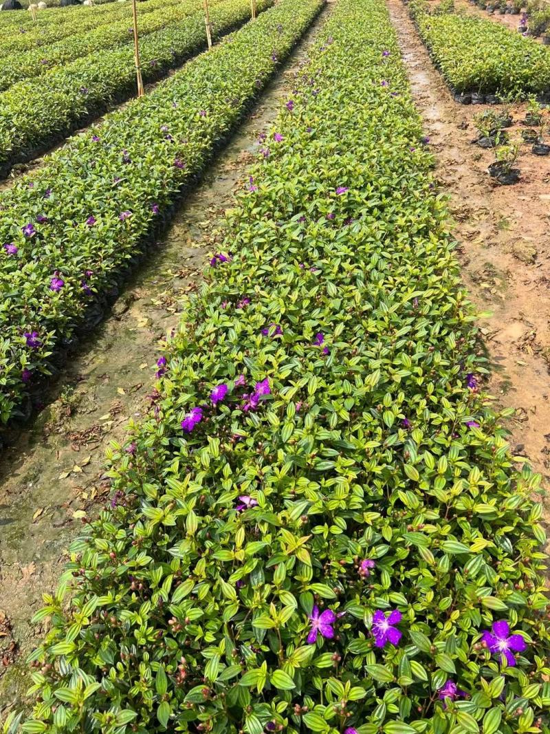 巴西野牡丹，花为紫鹤色，花大而艳丽，(基地长期培育)