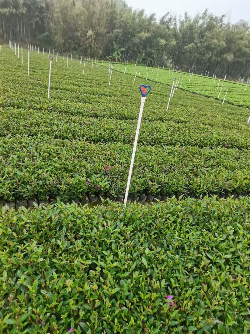 巴西野牡丹，花为紫鹤色，花大而艳丽，(基地长期培育)