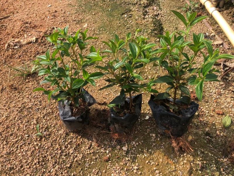 巴西野牡丹，花为紫鹤色，花大而艳丽，(基地长期培育)