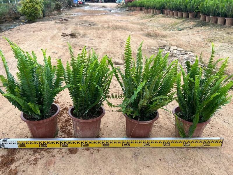 排骨草绿植盆栽花卉批发基地直销，一手货源