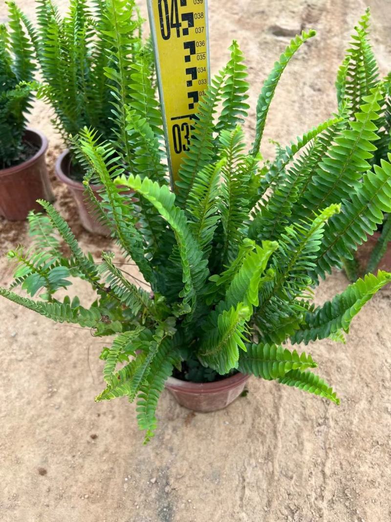 排骨草绿植盆栽花卉批发基地直销，一手货源