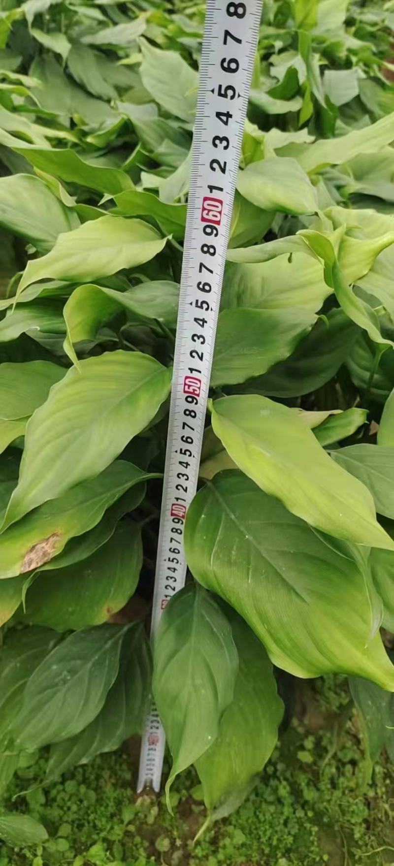 广东万年青佛山基地直销一手货源，长青绿植