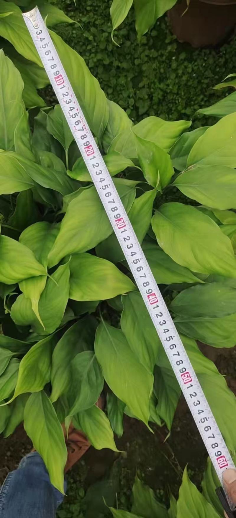 广东万年青佛山基地直销一手货源，长青绿植