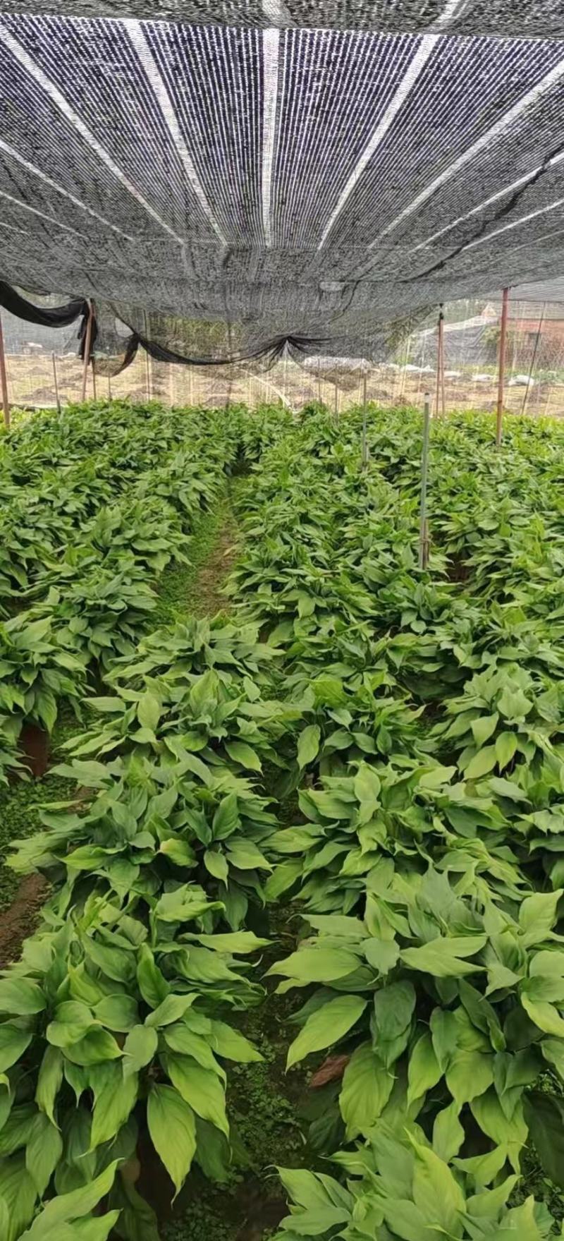 广东万年青佛山基地直销一手货源，长青绿植