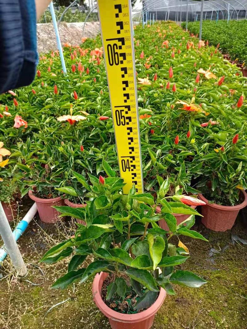 进口大红花佛山基地直销一手货源，基地直发