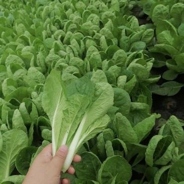 【精选】山东奶白菜大量上市基地直供全国发货质量保证
