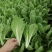 【精选】山东奶白菜大量上市基地直供全国发货质量保证
