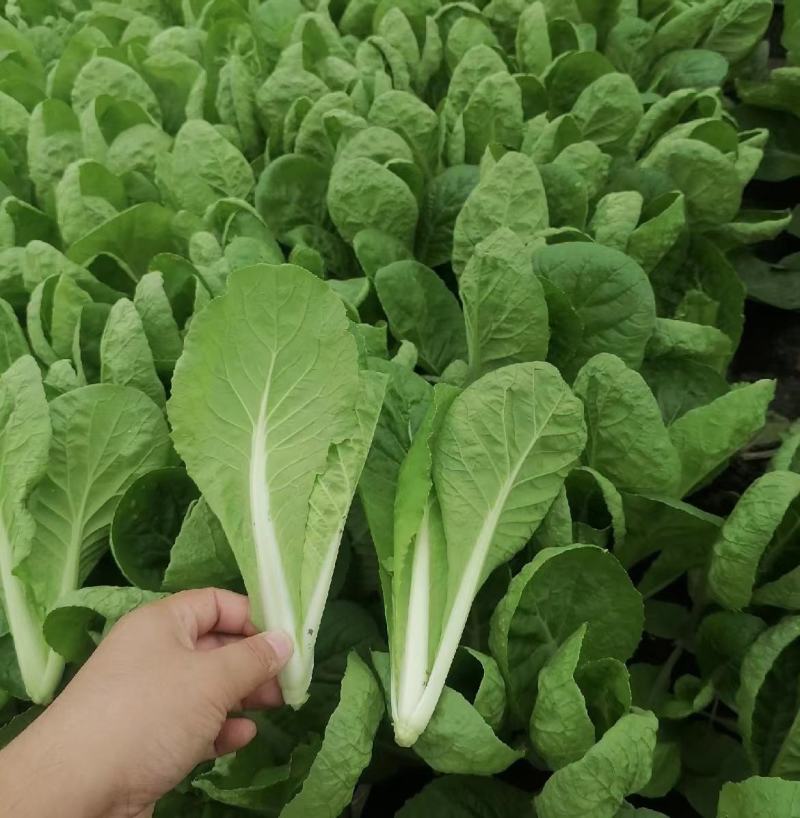 【精选】山东奶白菜大量上市基地直供全国发货质量保证