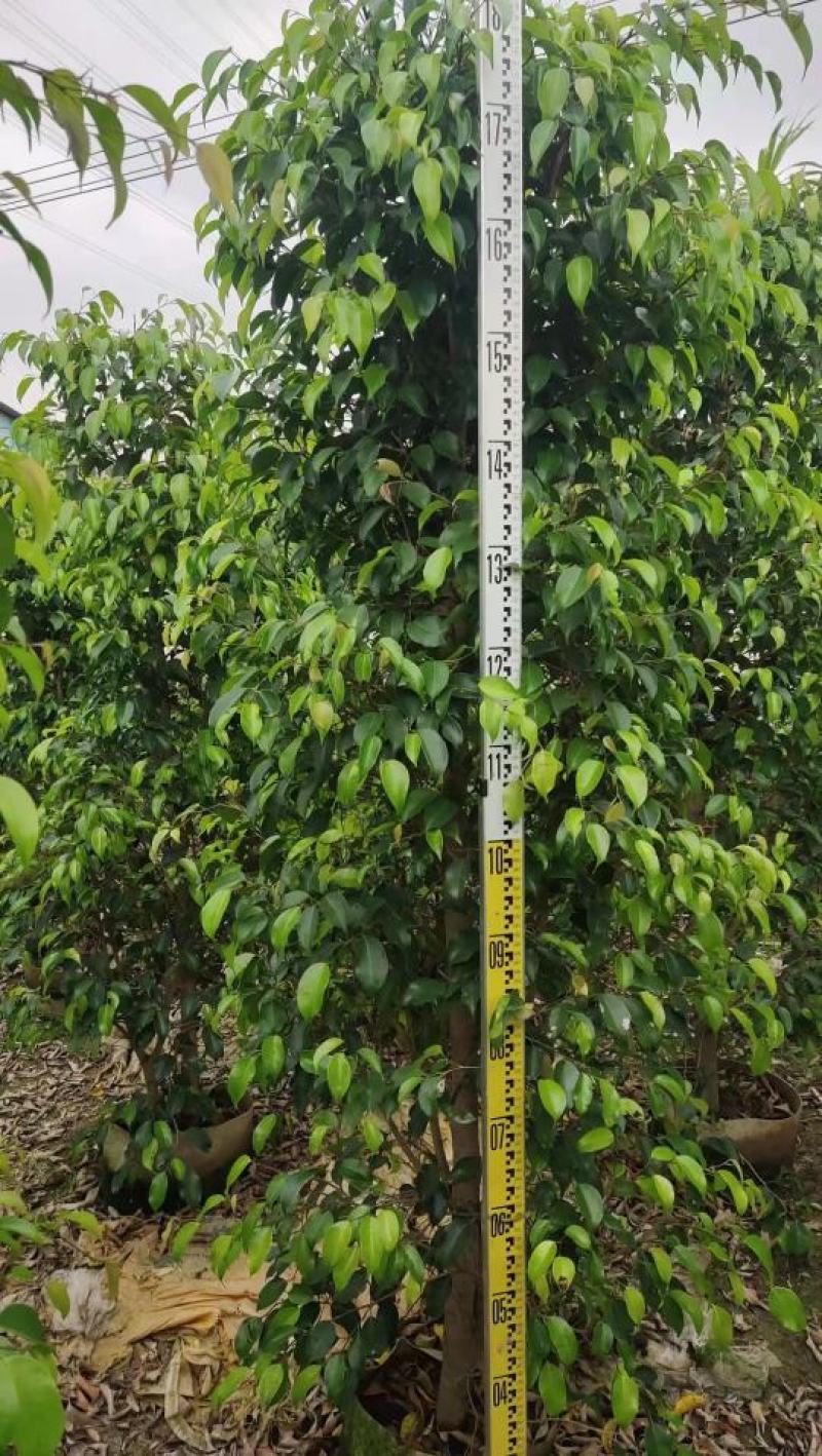 垂叶榕佛山基地直销一手货源，基地直发，绿化灌木