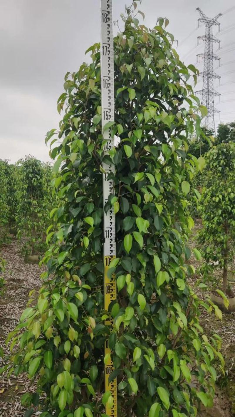 垂叶榕佛山基地直销一手货源，基地直发，绿化灌木