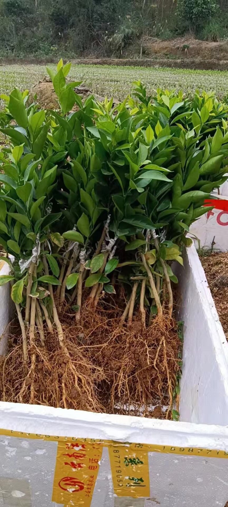 新会柑苗四会柑苗又名茶枝柑剥皮柑苗基地直发