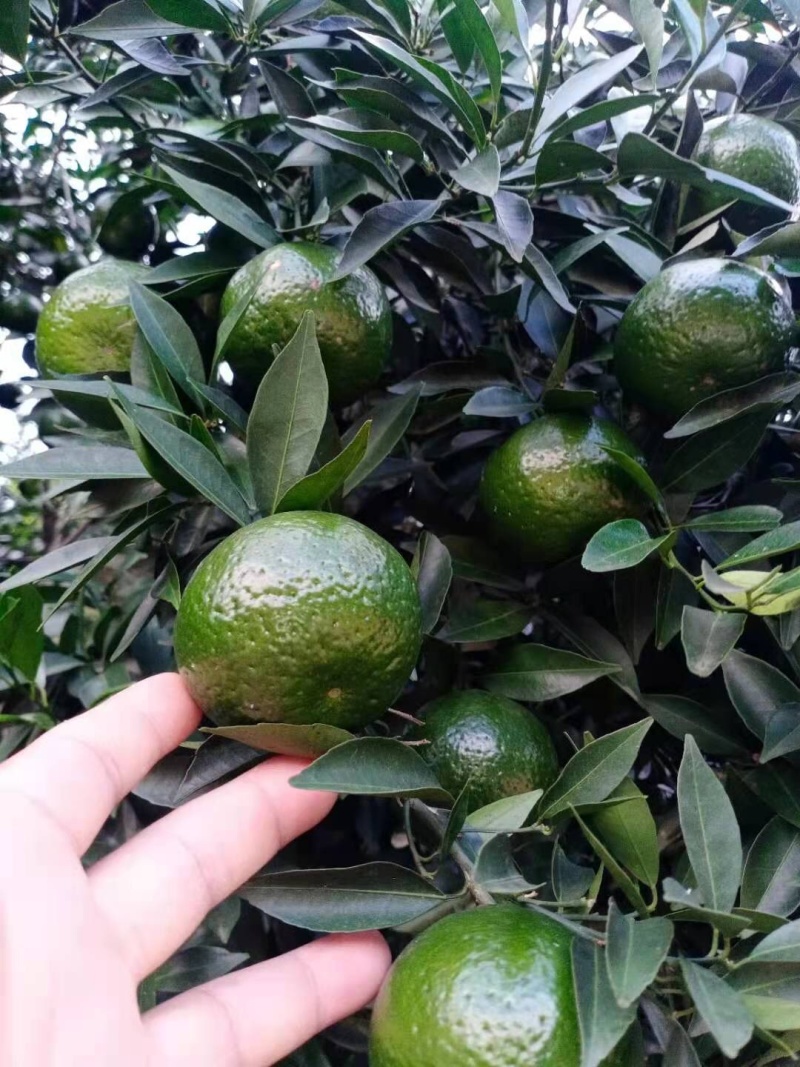 新会柑苗四会柑苗又名茶枝柑剥皮柑苗基地直发