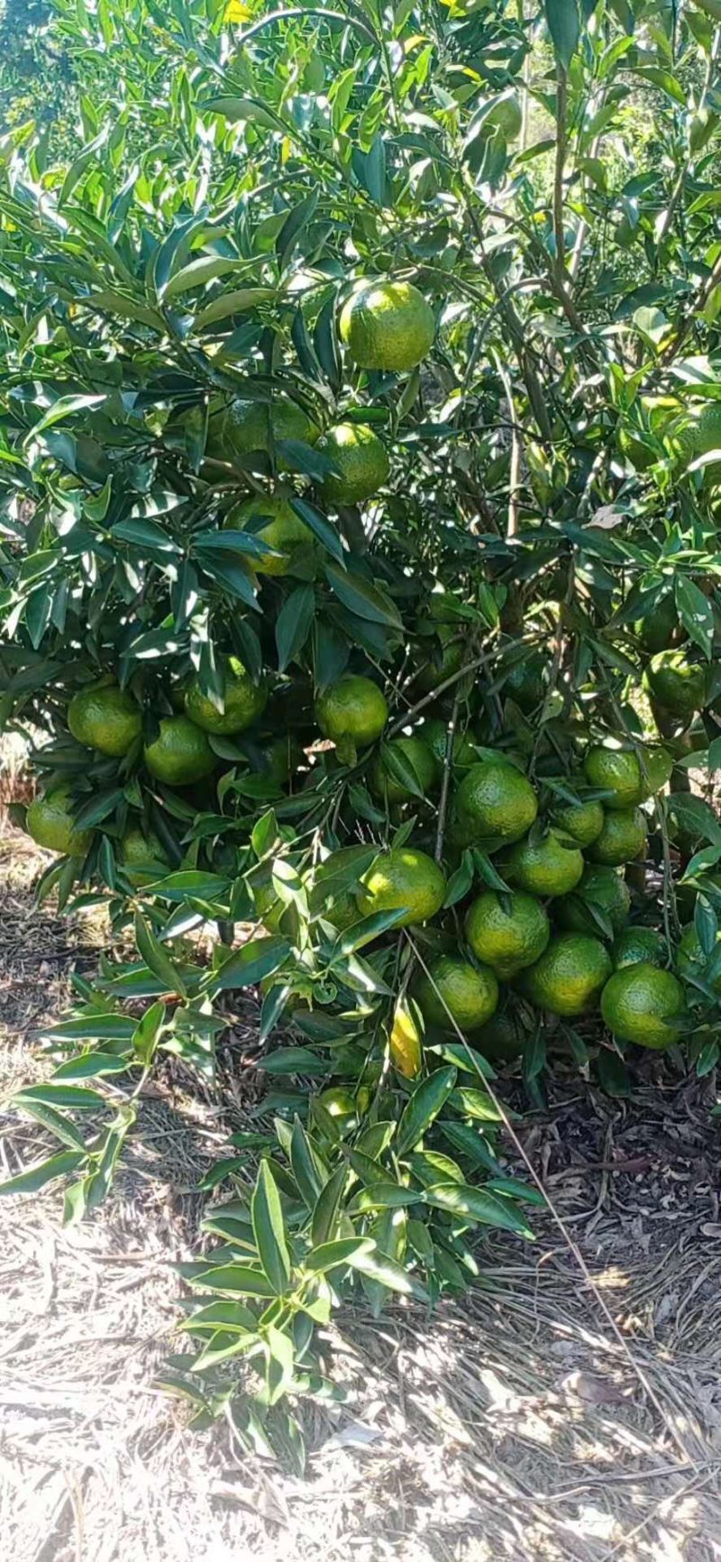 新会柑苗四会柑苗又名茶枝柑剥皮柑苗基地直发