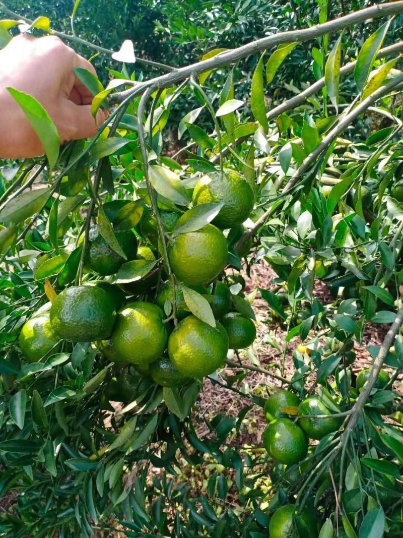 新会柑苗四会柑苗又名茶枝柑剥皮柑苗基地直发