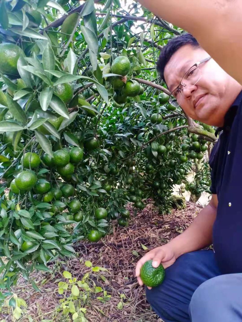 新会柑苗四会柑苗又名茶枝柑剥皮柑苗基地直发