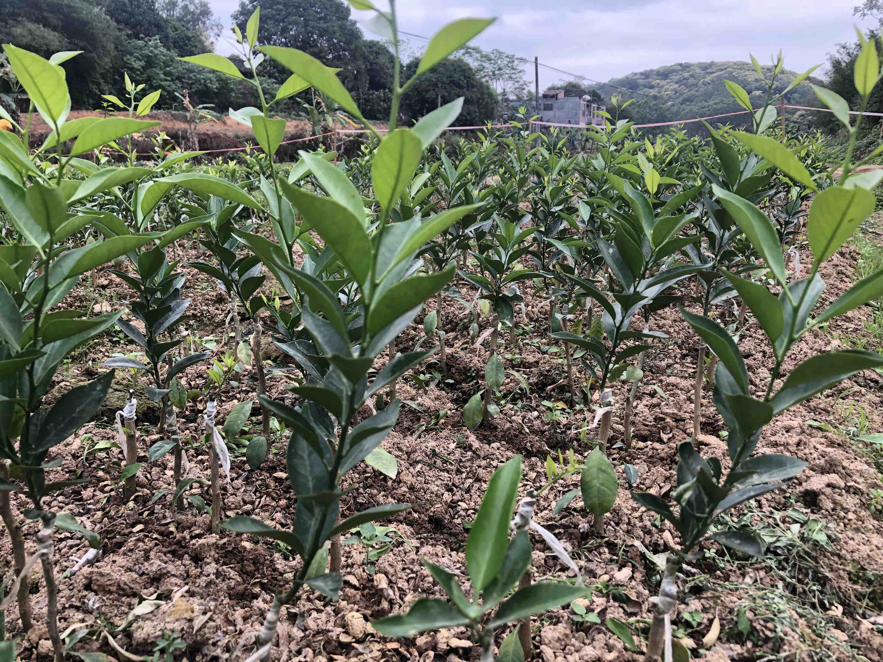 一片郁郁葱葱的新会茶枝柑种植园,树木整齐排列,树上挂满青绿色的小果实,阳光透过叶片洒落,地面覆盖有机覆盖物,远处可见农民正在检查果树生长情况 新会茶枝柑果园实景