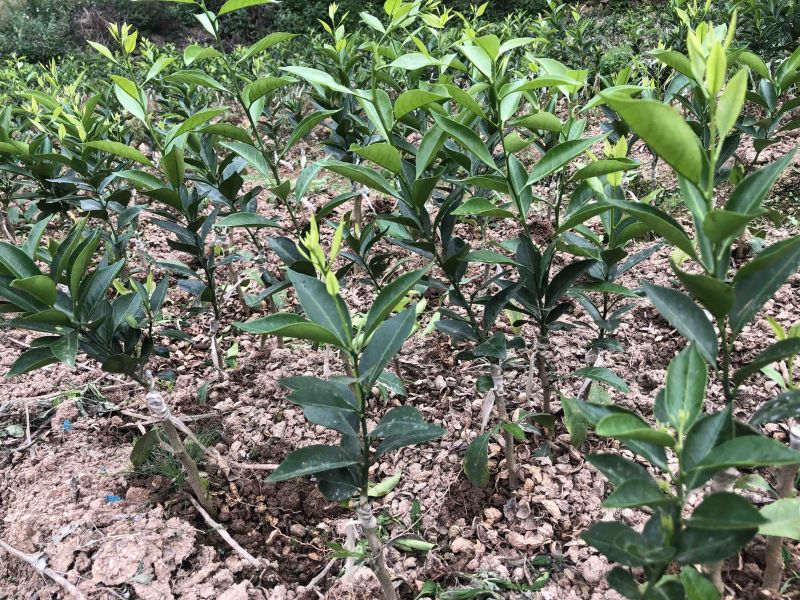 新会柑苗四会柑苗又名茶枝柑剥皮柑苗基地直发