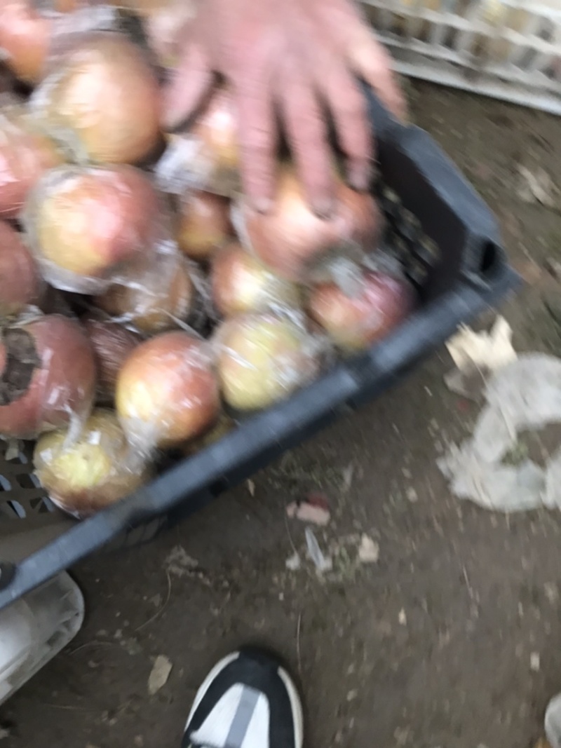 砀山红富士苹果。基地直供。一手货源。价钱便宜。有需要联系