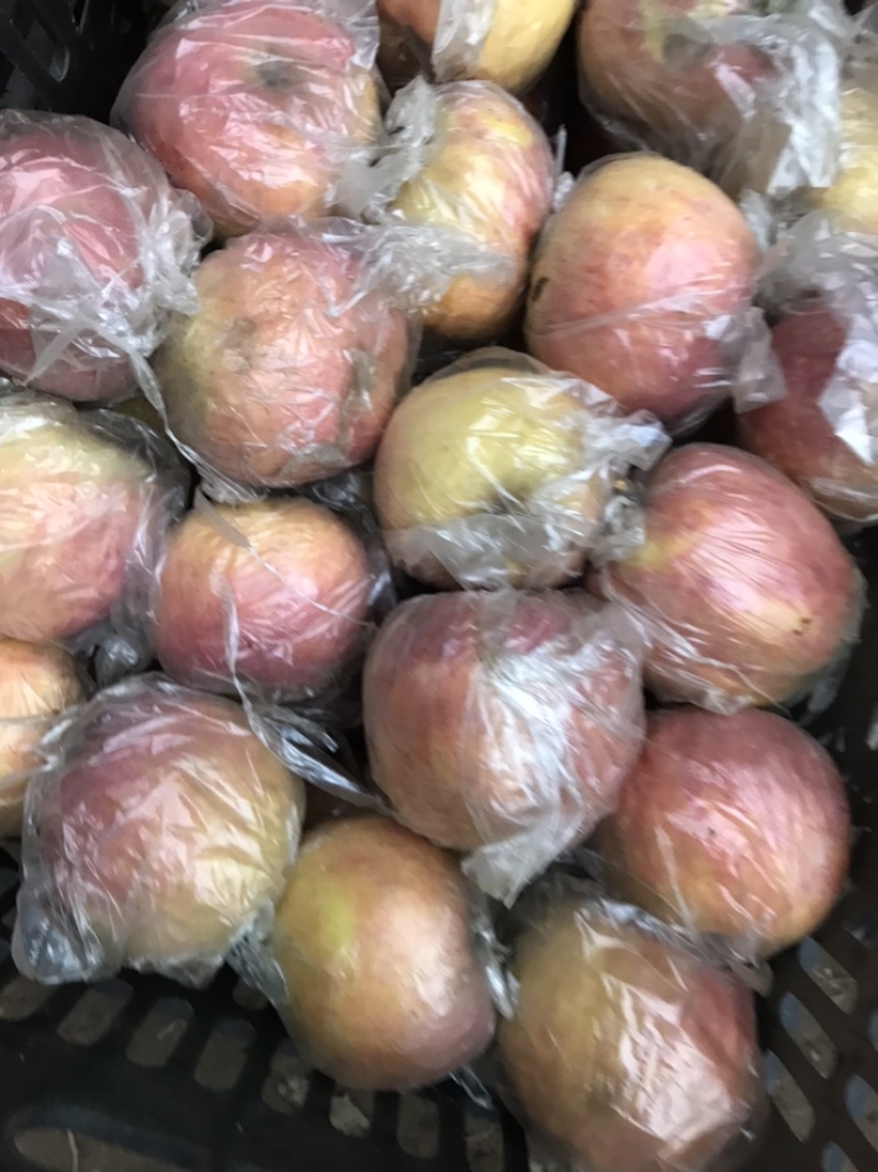 砀山红富士苹果。基地直供。一手货源。价钱便宜。有需要联系