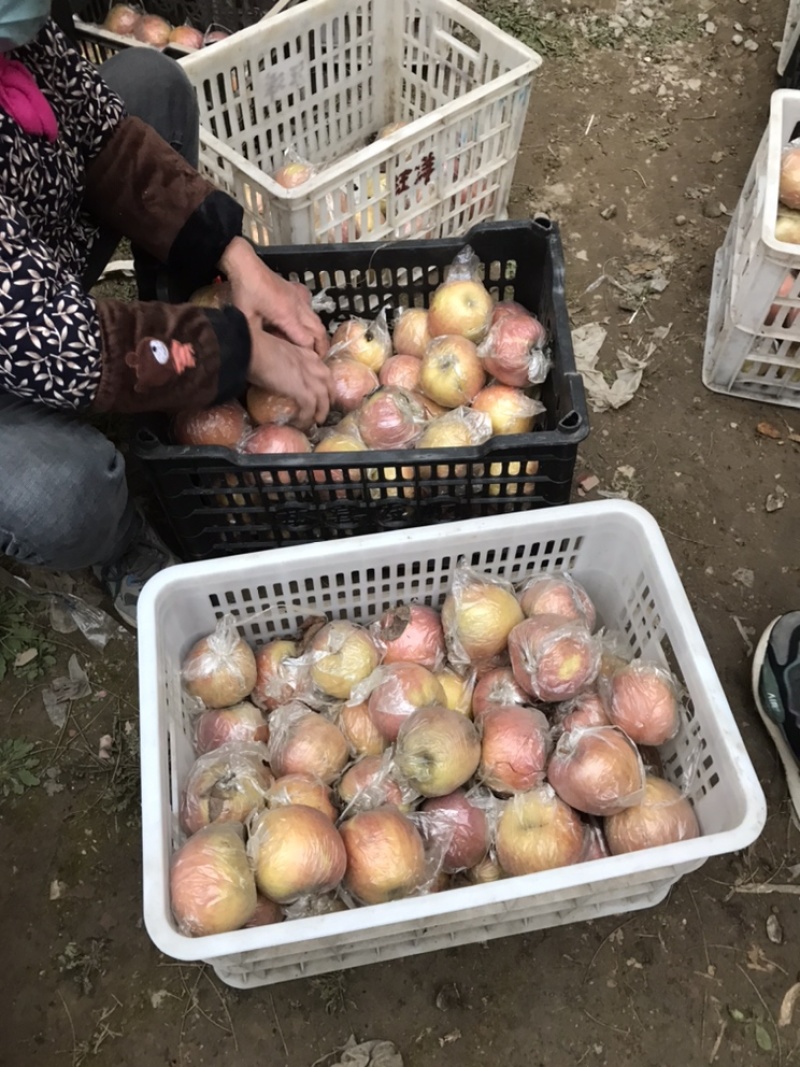 砀山红富士苹果。基地直供。一手货源。价钱便宜。有需要联系