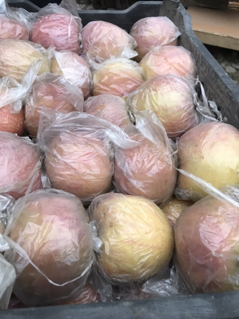 砀山红富士苹果。基地直供。一手货源。价钱便宜。有需要联系