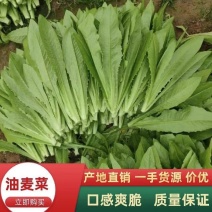 【推荐】油麦菜山东油麦菜可视频看货大量供应