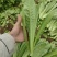 【推荐】油麦菜山东油麦菜可视频看货大量供应