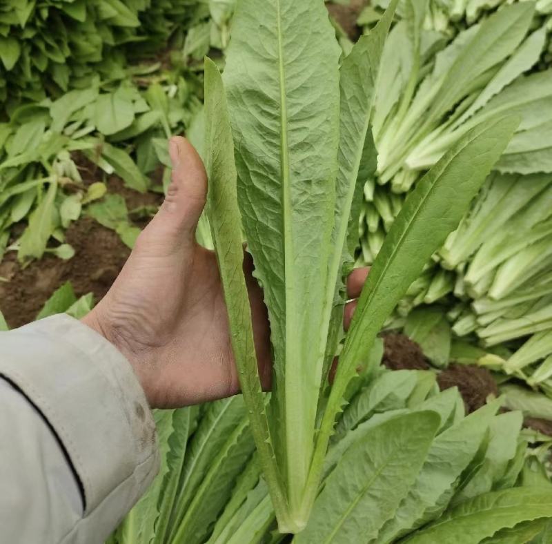 【推荐】油麦菜山东油麦菜可视频看货大量供应