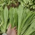 【推荐】油麦菜山东油麦菜可视频看货大量供应