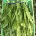 【推荐】油麦菜山东油麦菜可视频看货大量供应