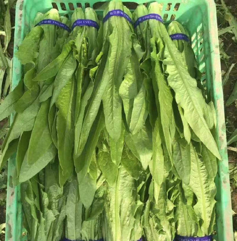 【推荐】油麦菜山东油麦菜可视频看货大量供应