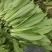 【推荐】油麦菜山东油麦菜可视频看货大量供应