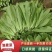 【推荐】油麦菜山东油麦菜可视频看货大量供应