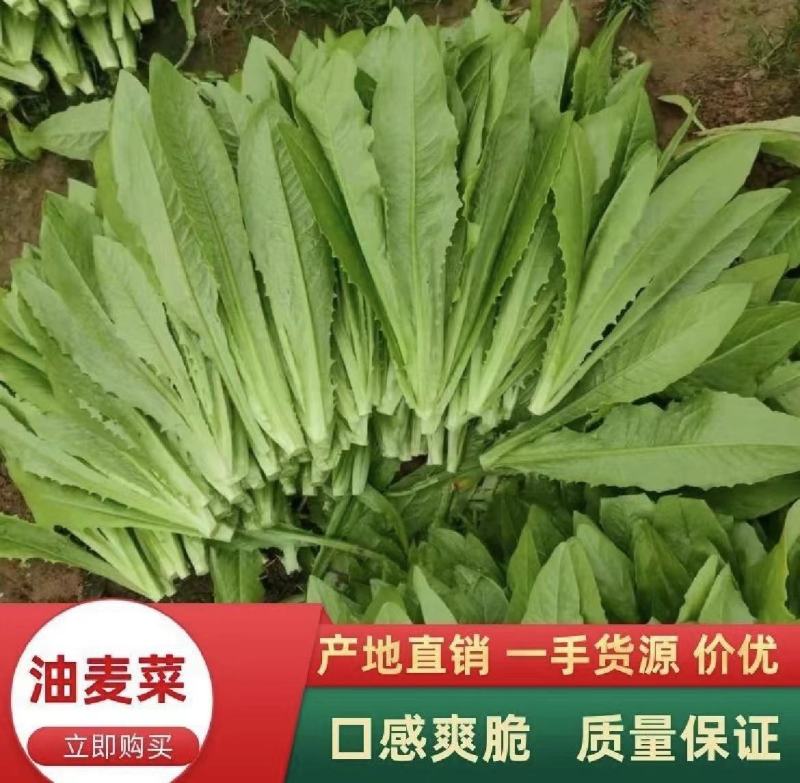 【推荐】油麦菜山东油麦菜可视频看货大量供应