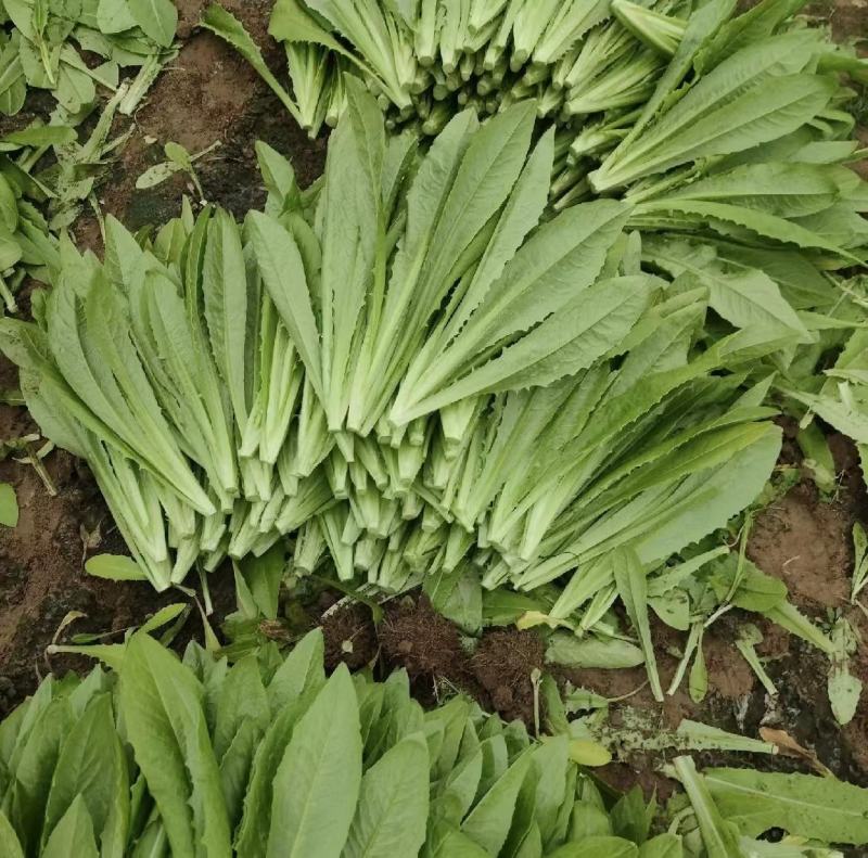 【推荐】油麦菜山东油麦菜可视频看货大量供应