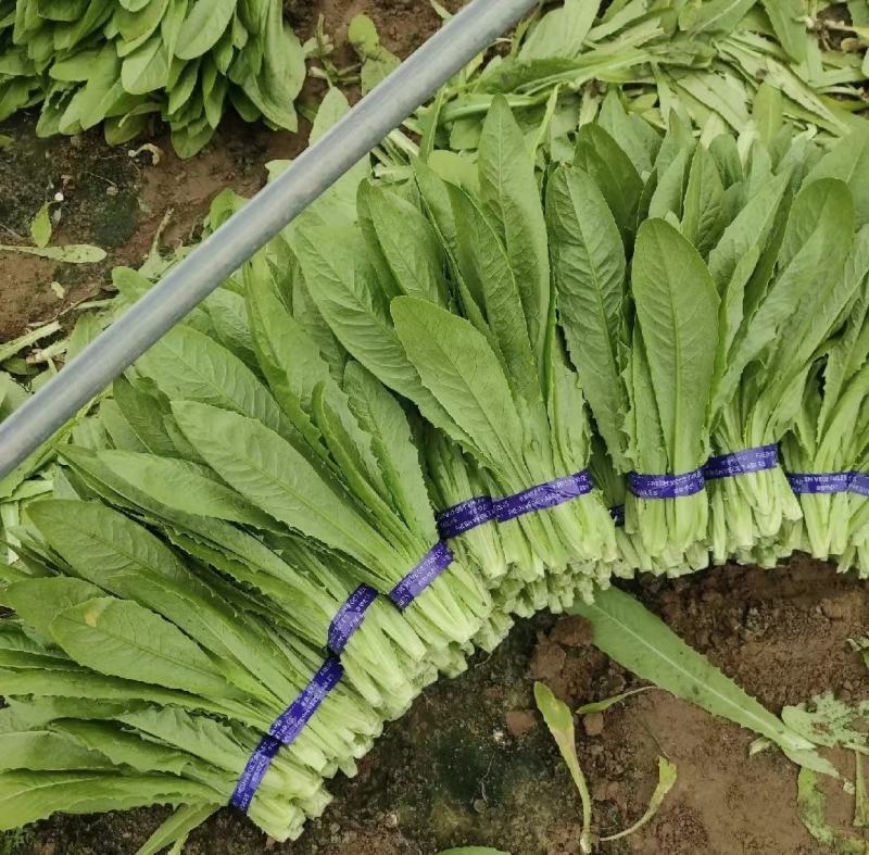 【推荐】油麦菜山东油麦菜可视频看货大量供应