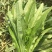 【推荐】油麦菜山东油麦菜可视频看货大量供应