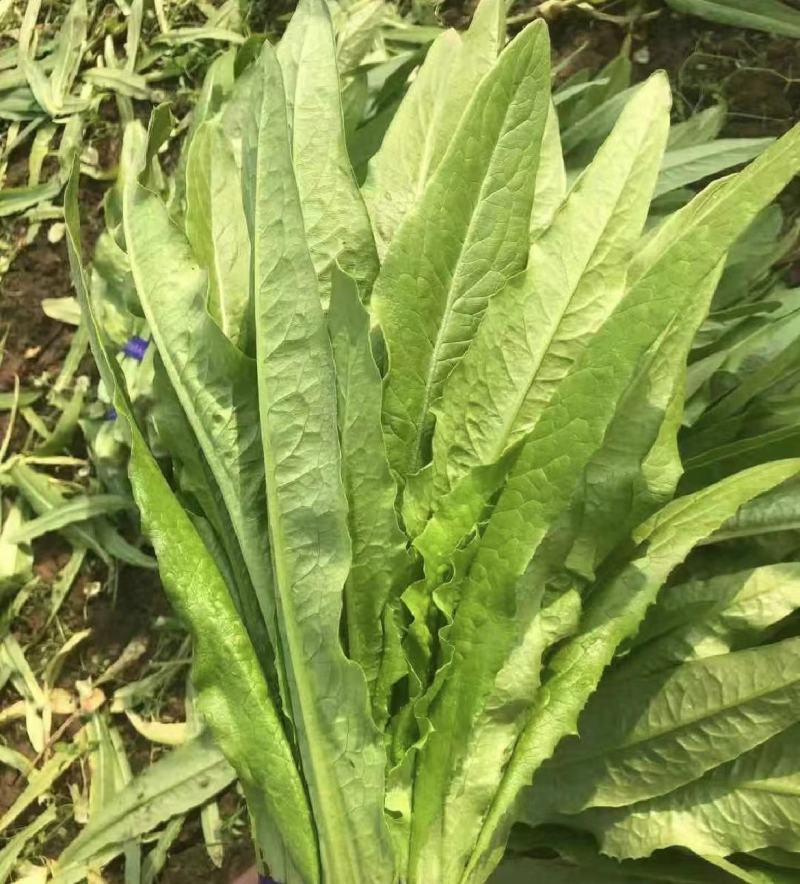 【推荐】油麦菜山东油麦菜可视频看货大量供应