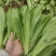 【推荐】油麦菜山东油麦菜可视频看货大量供应