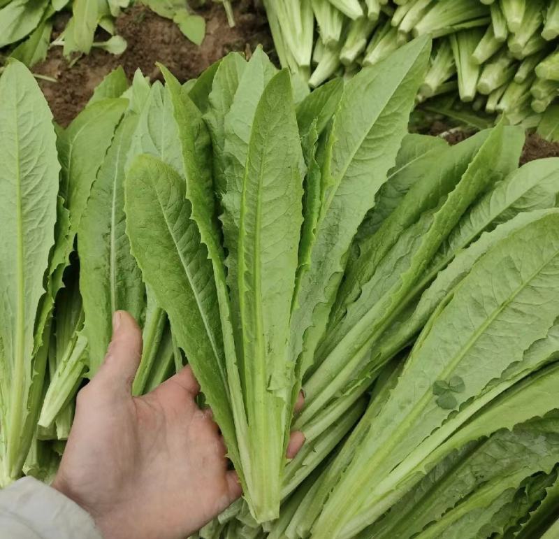 【推荐】油麦菜山东油麦菜可视频看货大量供应