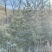 出售云杉苗，圃地实生苗，密枝云杉，货源充足