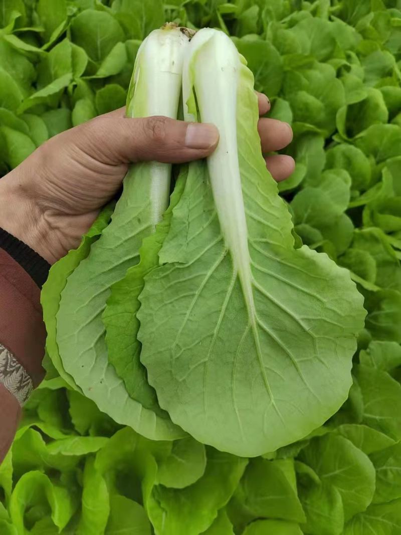【精选】山东奶白菜大量上市基地直供全国发货质量保证