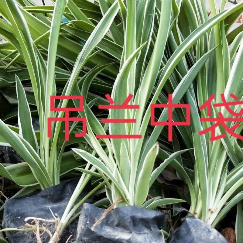 吊兰金边小吊兰福建批发吊兰苗
